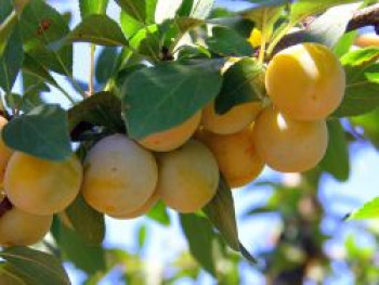 'Mirabelle von Nancy', 'Doppelte Mirabelle', 125-150 cm, Prunus 'Mirabelle von Nancy', Containerware von Prunus 'Mirabelle von Nancy'