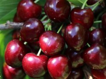 Süßkirsche 'Oktavia', Stamm 40-60 cm, 120-160 cm, Prunus 'Oktavia', Containerware von Prunus 'Oktavia'