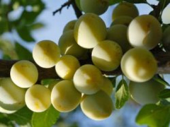 Pflaume 'Ontariopflaume', Stamm 40-60 cm, 120-160 cm, Prunus 'Ontariopflaume', Containerware von Prunus 'Ontariopflaume'