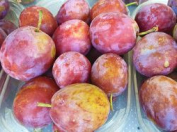 Pflaume 'Opal', Stamm 40-60 cm, 120-160 cm, Prunus domestica 'Opal', Containerware von Prunus domestica 'Opal'