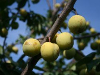 Pflaume 'Oullins Reneklode' / Eierpflaume, Stamm 40-60 cm, 120-160 cm, Prunus 'Oullins Reneklode' / Eierpflaume, Containerware von Prunus 'Oullins Reneklode' / Eierpflaume