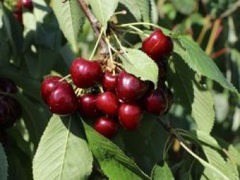 Süßkirsche 'Regina', Stamm 40-60 cm, 120-160 cm, Prunus avium 'Regina', Containerware von Prunus avium 'Regina'