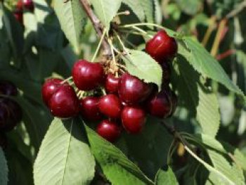 Süßkirsche 'Regina', Stamm 40-60 cm, 120-160 cm, Prunus avium 'Regina', Containerware Süßkirsche 'Regina', Stamm 40-60 cm, 120-160 cm, Prunus avium 'Regina', Containerware von Prunus avium 'Regina'