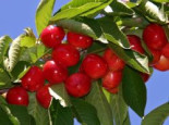 Süßkirsche 'Rote Maikirsche', Stamm 20 cm, 30-40 cm, Prunus 'Rote Maikirsche', Containerware von Prunus 'Rote Maikirsche'