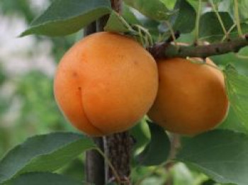Aprikose 'Säulenaprikose', 60-100 cm, Prunus 'Säulenaprikose', Containerware von Prunus 'Säulenaprikose'