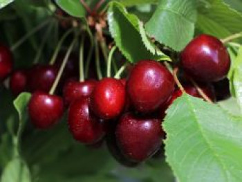 Süßkirsche 'Sylvia', Stamm 40-60 cm, 120-160 cm, Prunus 'Sylvia', Wurzelware von Prunus 'Sylvia'