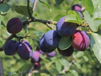 Zwetsche 'Tegera' ®, Stamm 40-60 cm, 120-140 cm, Prunus 'Tegera' ®, Containerware von Prunus 'Tegera' ®