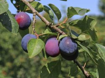 Pflaume 'The Czar', Stamm 40-60 cm, 120-160 cm, Prunus 'The Czar', Containerware von Prunus 'The Czar'