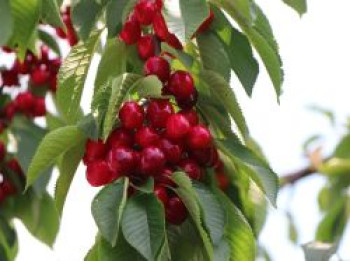 Süßkirsche 'Valeska', Stamm 40-60 cm, 120-160 cm, Prunus 'Valeska', Wurzelware von Prunus 'Valeska'
