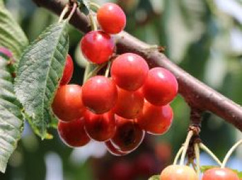 Sauerkirsche 'Werdersche Glaskirsche', Stamm 40-60 cm, 120-160 cm, Prunus 'Werdersche Glaskirsche', Containerware von Prunus 'Werdersche Glaskirsche'