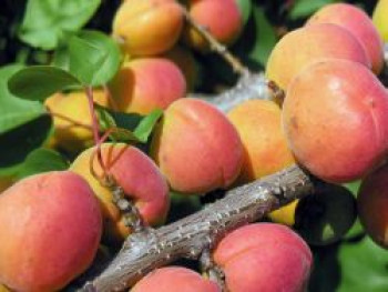 Aprikose 'Orangenaprikose', Stamm 40-60 cm, Prunus armeniaca 'Orangenaprikose', Containerware von Prunus armeniaca 'Orangenaprikose'