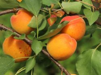 Aprikose 'Orangered', 80-100 cm, Prunus armeniaca 'Orangered', Containerware von Prunus armeniaca 'Orangered'