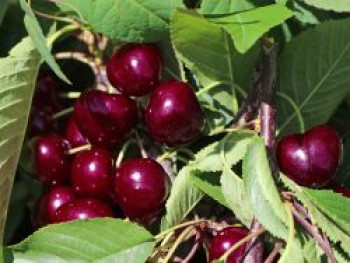 Süßkirsche 'Napoleons Knorpelkirsche', Stamm 40-60 cm, 120-160 cm, Prunus avium 'Napoleons Knorpelkirsche', Containerware von Prunus avium 'Napoleons Knorpelkirsche'