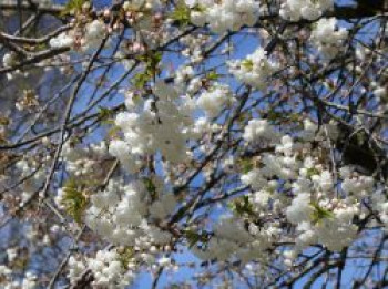 Gefülltblühende Vogelkirsche, 40-60 cm, Prunus avium 'Plena', Containerware von Prunus avium 'Plena'