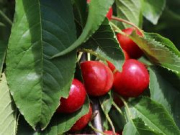 Zwerg-Süßkirsche 'Stella Compact', Stamm 40 cm, 100-125 cm, Prunus avium 'Stella Compact', Containerware von Prunus avium 'Stella Compact'