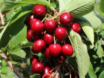 Süßkirsche 'Sweetheart'  ®, Stamm 40-60 cm, 120-160 cm, Prunus avium 'Sweetheart' ®, Containerware von Prunus avium 'Sweetheart' ®