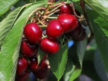 Säulenkirsche 'Sylvia', 50-60 cm, Prunus avium 'Sylvia', Containerware von Prunus avium 'Sylvia'