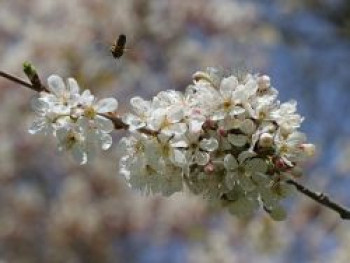 Vogelkirsche / Süßkirsche, 10-20 cm, Prunus avium, Topfware von Prunus avium