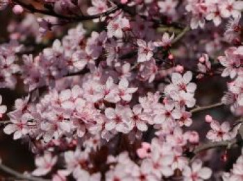 Blutpflaume 'Nigra', 60-100 cm, Prunus cerasifera 'Nigra', Containerware von Prunus cerasifera 'Nigra'