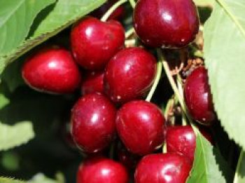 Sauerkirsche 'Morina', Stamm 40-60 cm, 120-160 cm, Prunus cerasus 'Morina', Containerware von Prunus cerasus 'Morina'