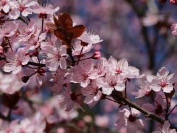 Zwerg-Blutpflaume, 100-125 cm, Prunus cistena, Containerware von Prunus cistena