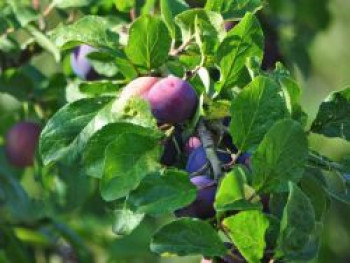 Reneklode 'Graf Althans Reneklode', Stamm 40-60 cm, 120-160 cm, Prunus domestica 'Graf Althans Reneklode', Wurzelware von Prunus domestica 'Graf Althans Reneklode'