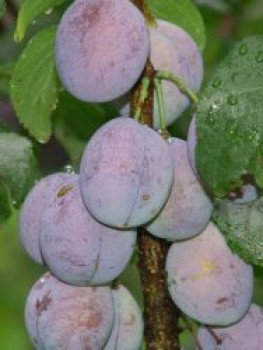 Säulenpflaume 'Imperial', 60-100 cm, Prunus domestica 'Imperial', Containerware von Prunus domestica 'Imperial'