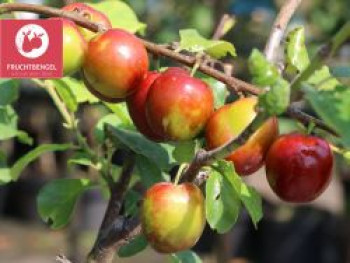 Pflaume 'Königin Viktoria' Fruchtbengel ®, Stamm 40-60 cm, 100-120 cm, Prunus domestica 'Königin Viktoria' Fruchtbengel ®, Stämmchen von Prunus domestica 'Königin Viktoria' Fruchtbengel ®