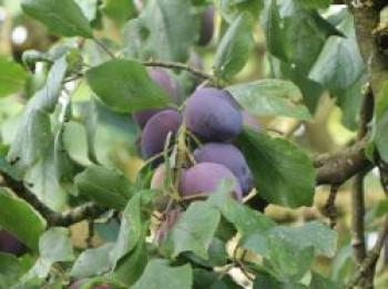 Zwetsche 'Ortenauer Typ Borssumer', Stamm 40-60 cm, 120-160 cm, Prunus domestica 'Ortenauer Typ Borssumer', Containerware von Prunus domestica 'Ortenauer Typ Borssumer'