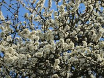 Haferpflaume, 60-80 cm, Prunus domestica subsp. insititia, Containerware Haferpflaume, 60-80 cm, Prunus domestica subsp. insititia, Containerware von Prunus domestica subsp. insititia