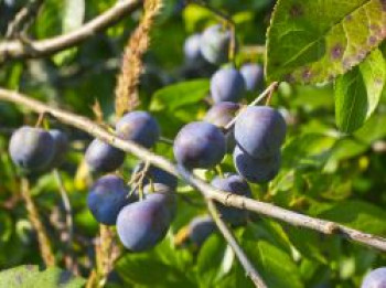 Haferpflaume, Stamm 40-60 cm, 120-160 cm, Prunus domestica subsp. insititia, Stämmchen von Prunus domestica subsp. insititia