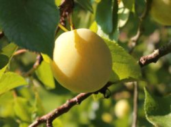 Mirabelle 'Bellamira', Stamm 40-60 cm, 120-160 cm, Prunus domestica subsp. syriaca 'Bellamira', Containerware von Prunus domestica subsp. syriaca 'Bellamira'