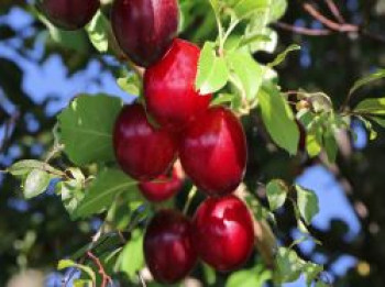 Säulen-Mirabelle 'Ruby', 100-150 cm, Prunus domestica subsp. syriaca 'Ruby', Containerware von Prunus domestica subsp. syriaca 'Ruby'