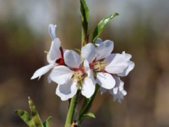 Mandelbaum 'Davidsmandel', 100-120 cm, Prunus dulcis 'Davidsmandel', Containerware von Prunus dulcis 'Davidsmandel'
