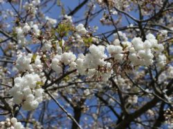 Gefülltblühende Chinakirsche 'Alba Plena', 40-60 cm, Prunus glandulosa 'Alba Plena', Containerware von Prunus glandulosa 'Alba Plena'