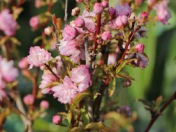 Ziermandel 'Rosea Plena', 30-40 cm, Prunus glandulosa 'Rosea Plena', Containerware von Prunus glandulosa 'Rosea Plena'