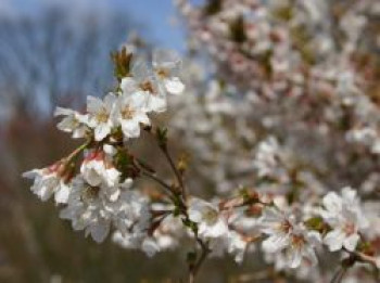 Geschlitzte Kirsche 'Kojou-no-mai', 60-100 cm, Prunus incisa 'Kojou-no-mai', Containerware von Prunus incisa 'Kojou-no-mai'