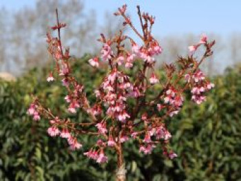 Geschlitzte Kirsche 'Paean', 30-40 cm, Prunus incisa 'Paean', Containerware von Prunus incisa 'Paean'