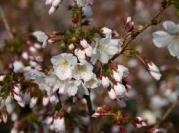 Zwergkirsche / Kurilenkirsche 'Brillant', 10-20 cm, Prunus kurilensis 'Brillant', Topfware von Prunus kurilensis 'Brillant'