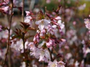 Kurilenkirsche 'Ruby', 60-100 cm, Prunus kurilensis 'Ruby', Containerware Kurilenkirsche 'Ruby', 60-100 cm, Prunus kurilensis 'Ruby', Containerware von Prunus kurilensis 'Ruby'
