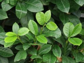 Kirschlorbeer / Lorbeerkirsche 'Ani', 80-100 cm, Prunus laurocerasus 'Ani', Containerware XXL von Prunus laurocerasus 'Ani'