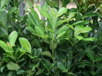 Kirschlorbeer 'BONAPARTE' ®, 40-60 cm, Prunus laurocerasus 'BONAPARTE' ®, Containerware von Prunus laurocerasus 'BONAPARTE' ®