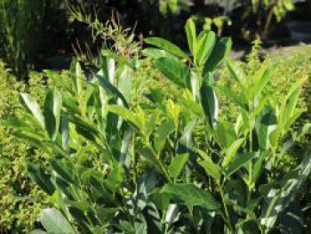 Kirschlorbeer Elly ®, 10-20 cm, Prunus laurocerasus Elly ®, Topfware von Prunus laurocerasus Elly ®