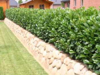 Kirschlorbeer / Lorbeerkirsche 'Etna' ®, Stamm 80 cm, 100-125 cm, Prunus laurocerasus 'Etna' ®, Stämmchen von Prunus laurocerasus 'Etna' ®