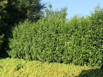 Kirschlorbeer / Lorbeerkirsche 'Genolia' ®, 100-125 cm, Prunus laurocerasus 'Genolia' ®, Containerware von Prunus laurocerasus 'Genolia' ®