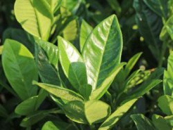 Kirschlorbeer 'Greentorch', 10-20 cm, Prunus laurocerasus 'Greentorch', Topfware von Prunus laurocerasus 'Greentorch'