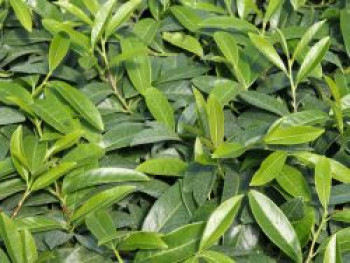 Bodendecker Kirschlorbeer 'Mount Vernon', 20-30 cm, Prunus laurocerasus 'Mount Vernon', Containerware Bodendecker Kirschlorbeer 'Mount Vernon', 20-30 cm, Prunus laurocerasus 'Mount Vernon', Containerware von Prunus laurocerasus 'Mount Vernon'