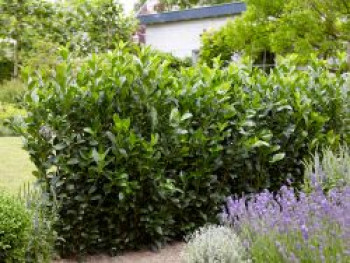 Kirschlorbeer / Lorbeerkirsche 'Obelisk' ®, 15-30 cm, Prunus laurocerasus 'Obelisk' ®, Topfware von Prunus laurocerasus 'Obelisk' ®