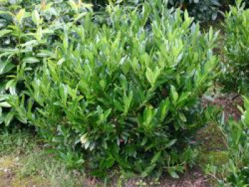 Kirschlorbeer / Lorbeerkirsche 'Otto Luyken', Stamm 120 cm, 135-150 cm, Prunus laurocerasus 'Otto Luyken', Stämmchen Kirschlorbeer / Lorbeerkirsche 'Otto Luyken', Stamm 120 cm, 135-150 cm, Prunus laurocerasus 'Otto Luyken', Stämmchen von Prunus laurocerasus 'Otto Luyken'