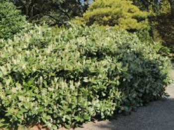 Zwerg-Lorbeerkirsche 'Piri', 10-20 cm, Prunus laurocerasus 'Piri', Topfware von Prunus laurocerasus 'Piri'